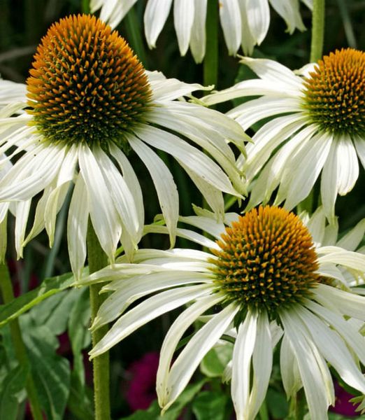 Echinacea purpurea 'Swan White' 